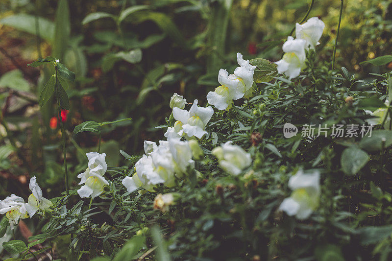 夏季/秋季花